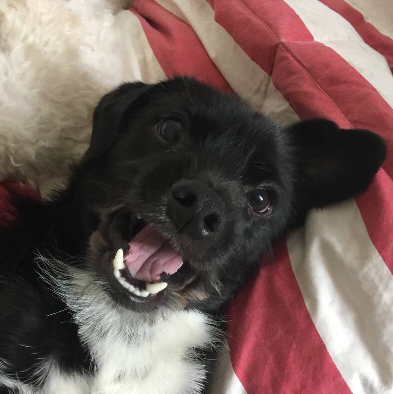 perro negro